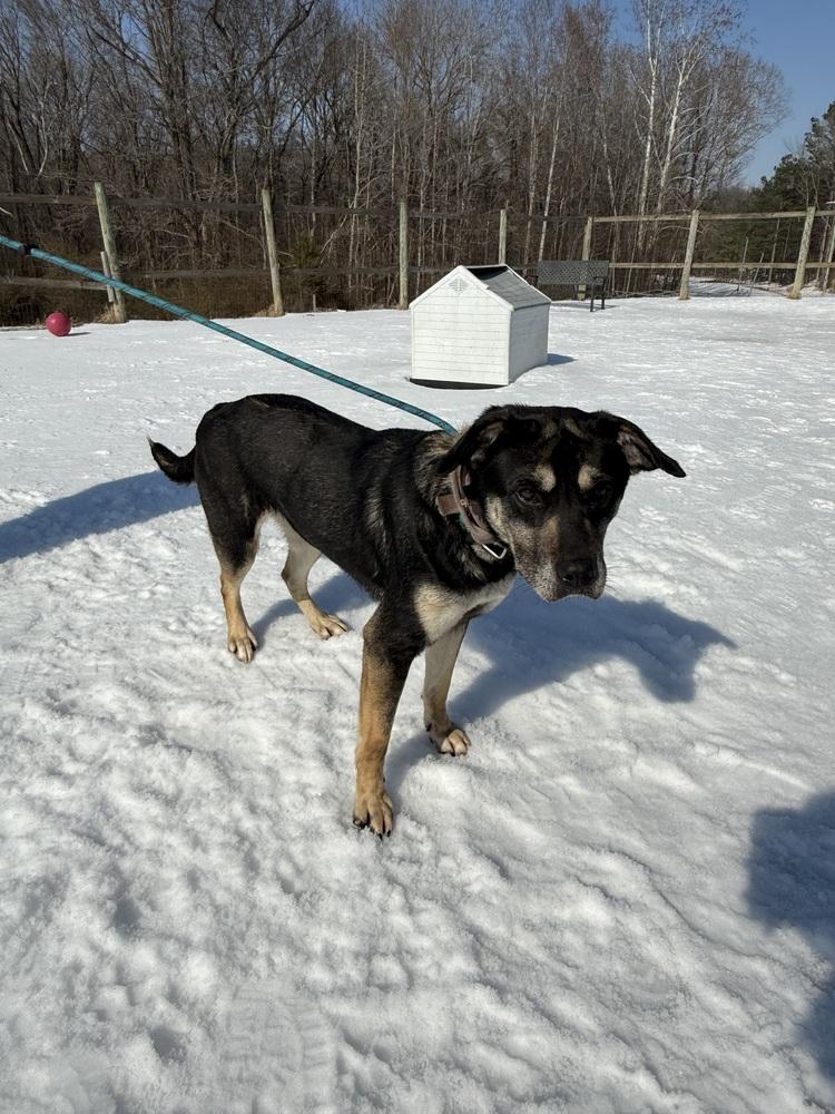 Enlarge Zoey, a Adoptable mixed breed in Lexington, TN image 6/6