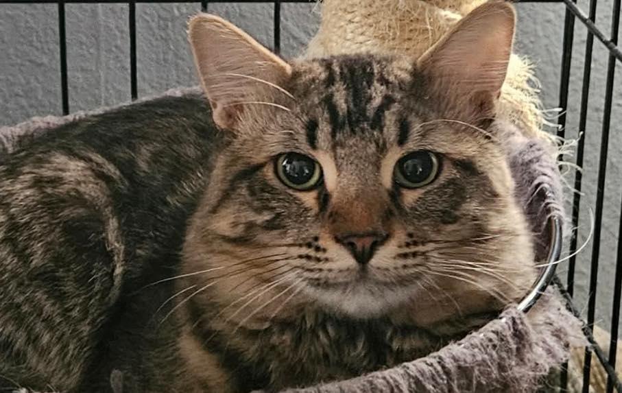 Enlarge Chowder, an adopted Domestic Medium Hair in Midland, TX image 1/1