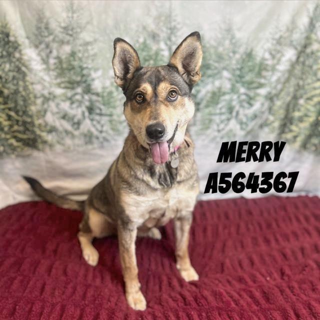Enlarge MERRY, a Adoptable mixed breed in Huntsville, AL image 1/1