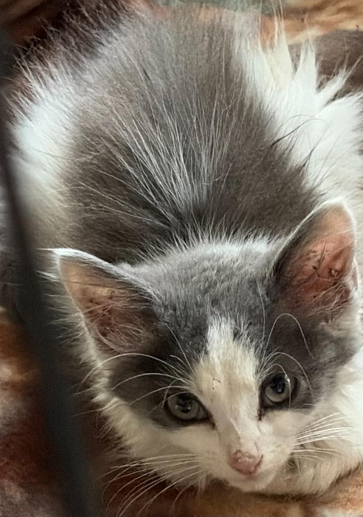 Ryder, Adoptable, Kitten Male Domestic Medium Hair.