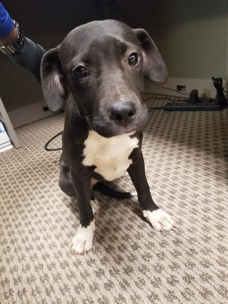 Enlarge Sally Mae, a Adoptable mixed breed in Effingham, SC image 1/1