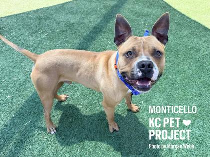 Monticello, Adoptable, Adult Male Pit Bull Terrier & Mixed Breed.