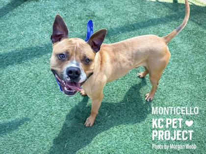 Enlarge Monticello, a Adoptable mixed breed in Kansas City, MO image 2/2