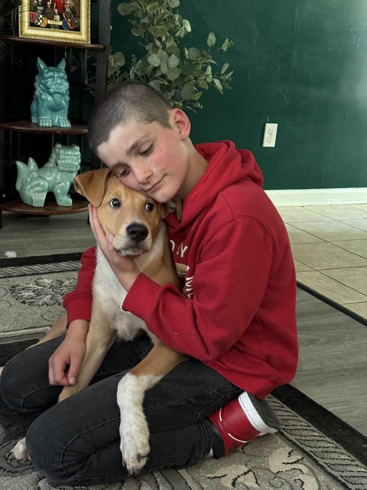 Jent, a Adoptable mixed breed in Willingboro, NJ image 1/5