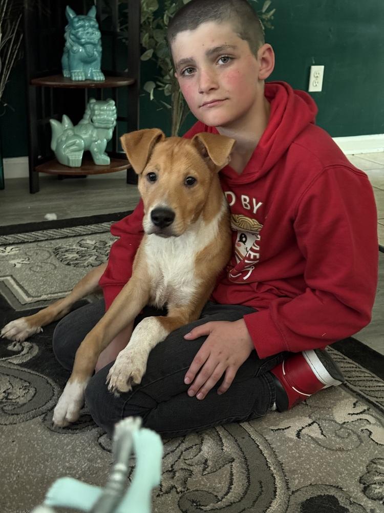 Jent, a Adoptable mixed breed in Willingboro, NJ image 2/5