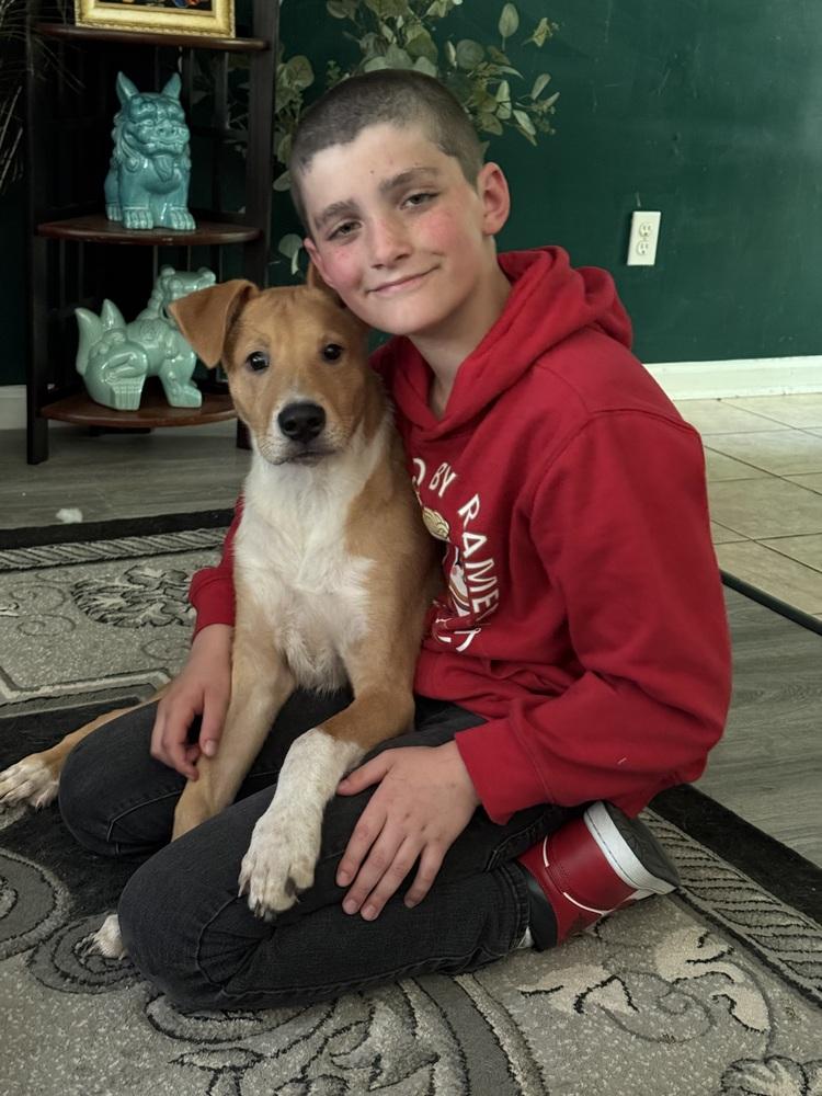 Jent, a Adoptable mixed breed in Willingboro, NJ image 5/5