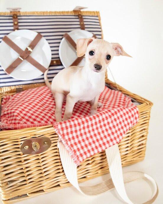 Enlarge Sandee, a Adoptable mixed breed in Coachella, CA image 1/1