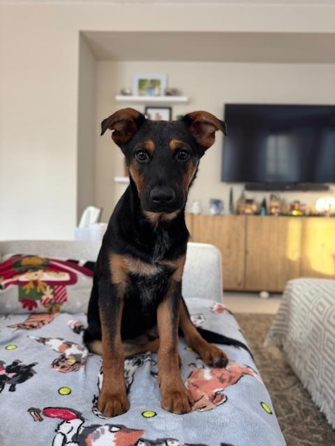 Archer-1/27/26, an adopted mixed breed in Lambertville, NJ image 1/4
