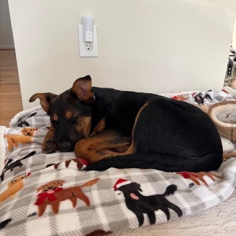 Archer-1/27/26, an adopted mixed breed in Lambertville, NJ image 3/4