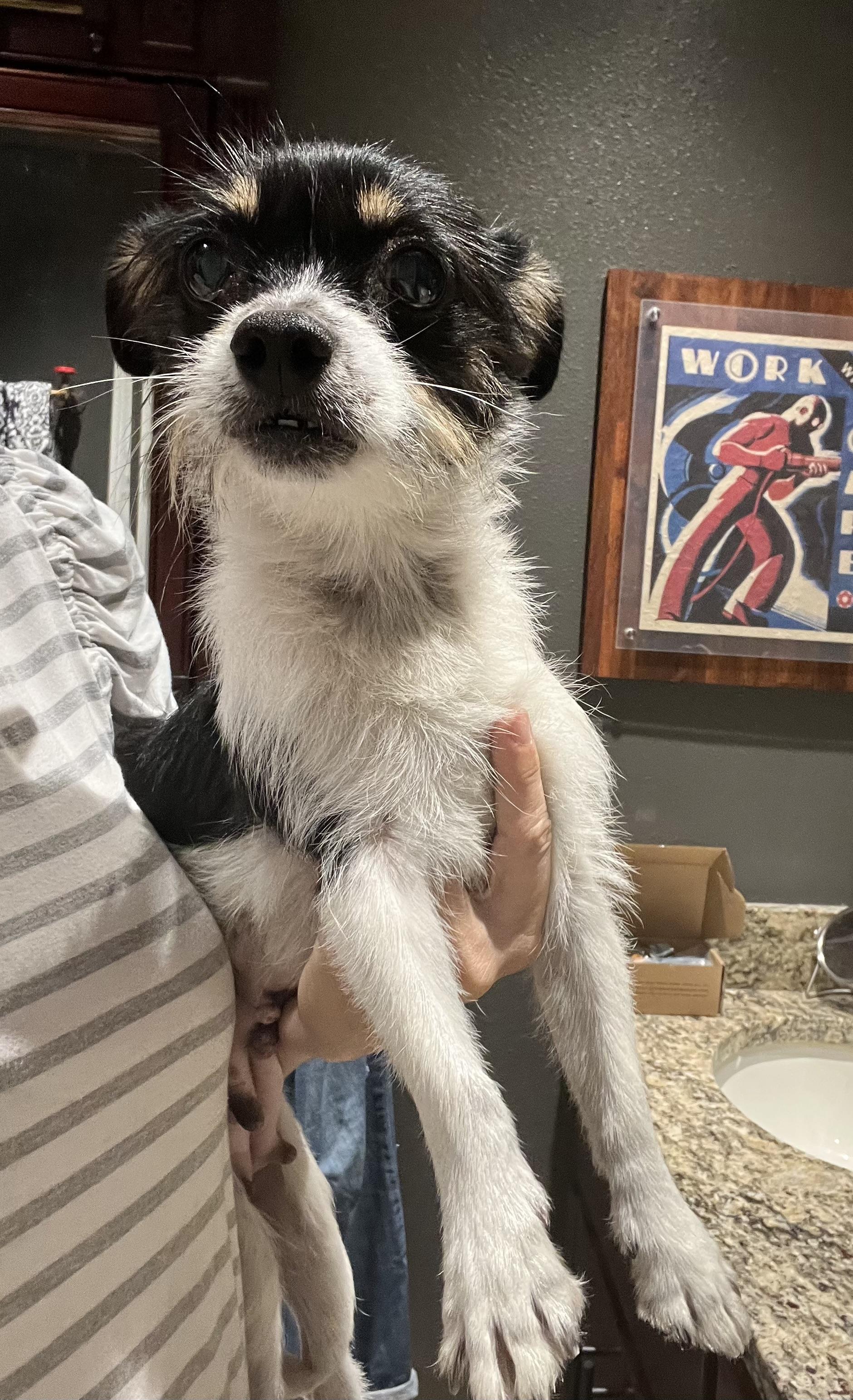 Enlarge Wilhelmina, a ADOPTABLE mixed breed in Longwood, FL image 6/6