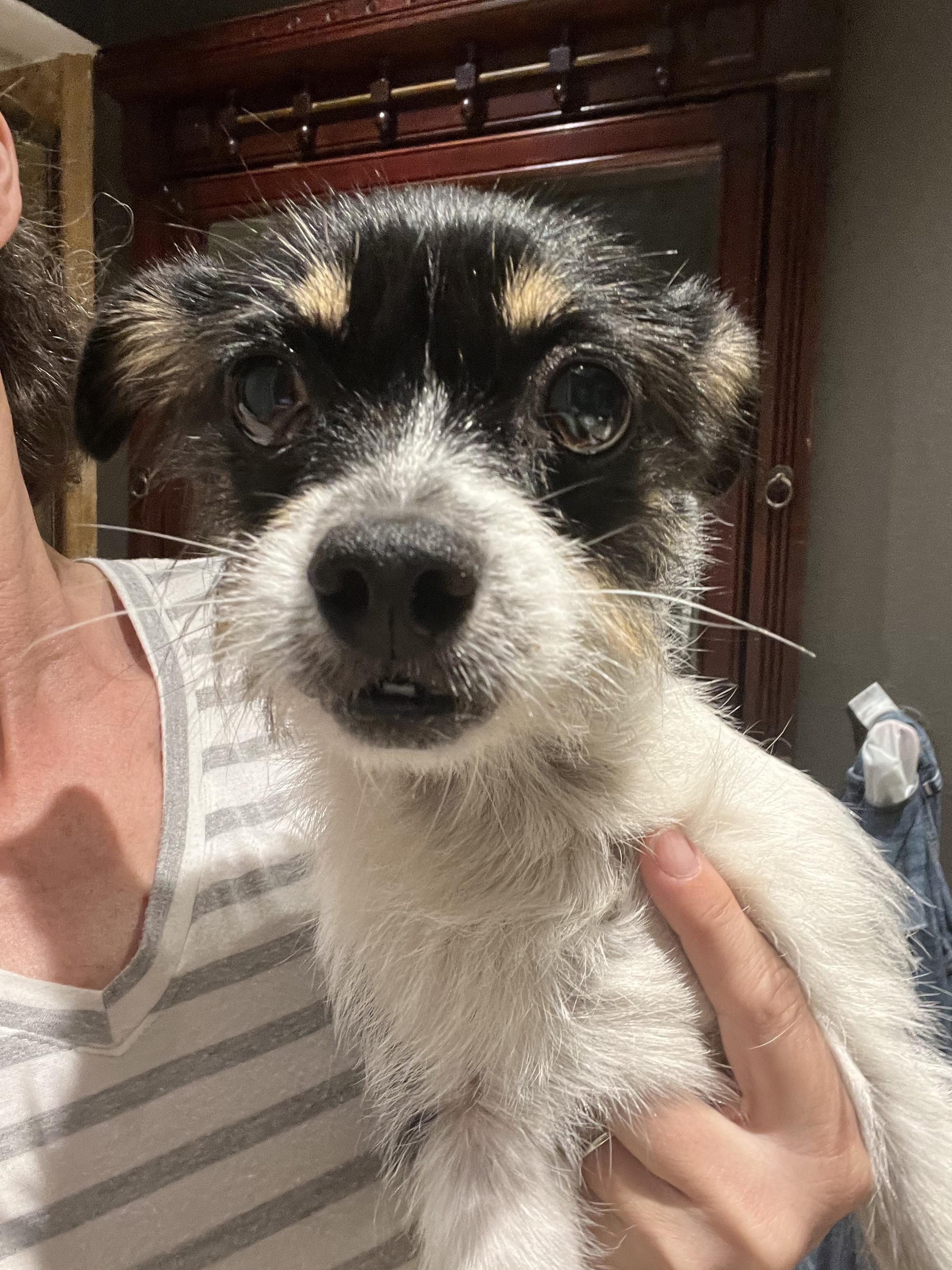 Enlarge Wilhelmina, a ADOPTABLE mixed breed in Longwood, FL image 2/6