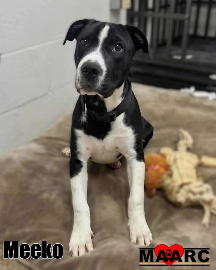 Enlarge Meeko, a Adoptable mixed breed in Maryville, TN image 1/1