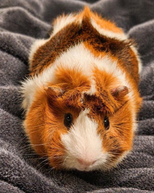 Neo ⭐️, Adoptable, Senior Male Guinea Pig.