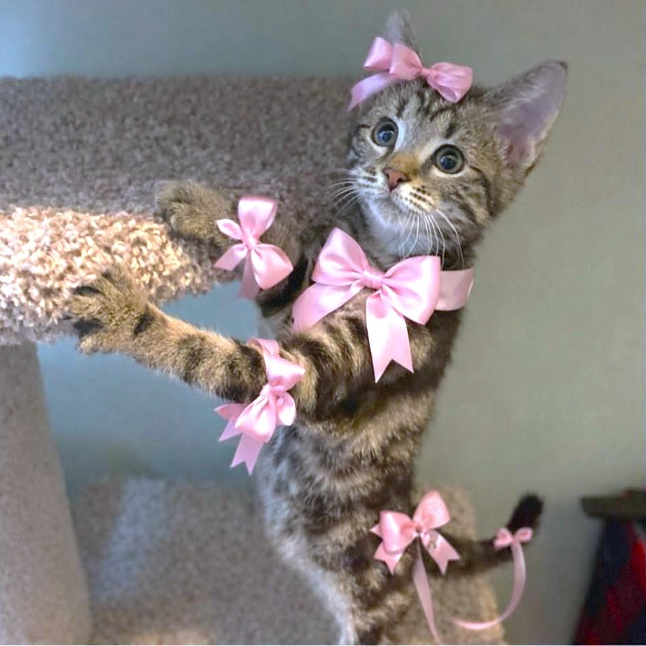 Enlarge RASCALLY RIBBON - PURE MISCHIEF & SASS!, a Adoptable mixed breed in Danbury, CT image 2/6