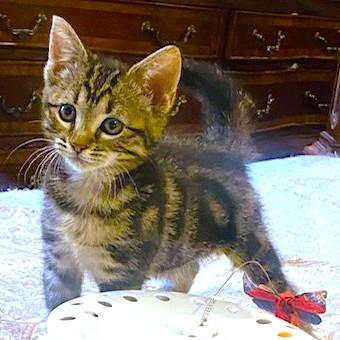 Enlarge RASCALLY RIBBON - PURE MISCHIEF & SASS!, a Adoptable mixed breed in Danbury, CT image 5/6