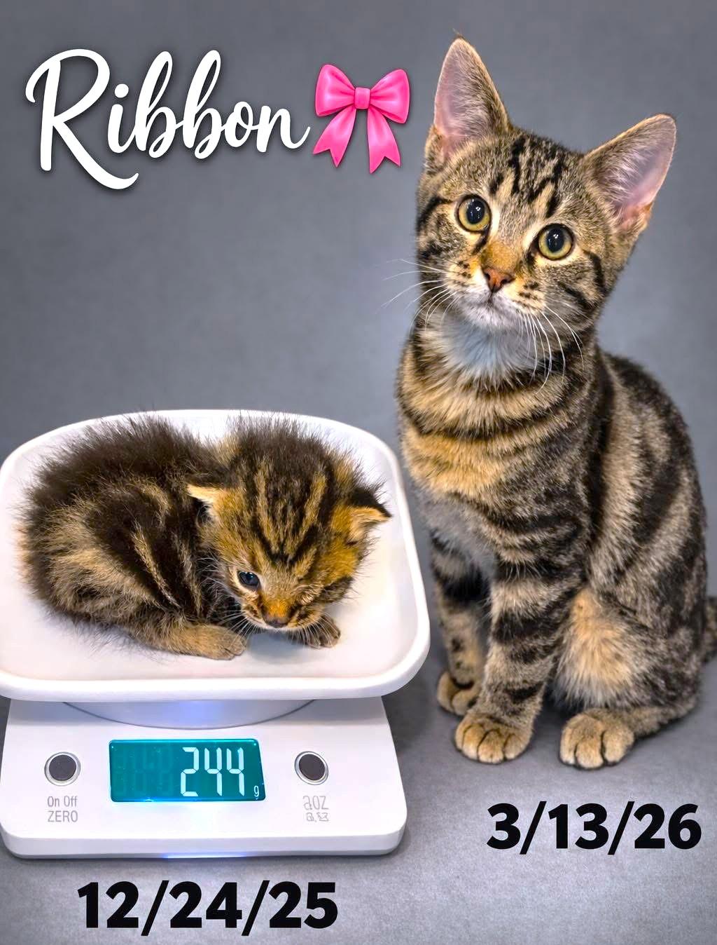 Enlarge RASCALLY RIBBON - PURE MISCHIEF & SASS!, a Adoptable mixed breed in Danbury, CT image 6/6