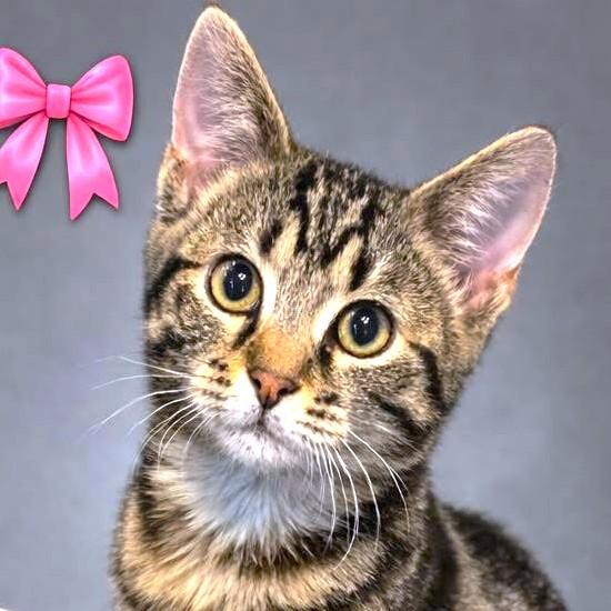 Enlarge RASCALLY RIBBON - PURE MISCHIEF & SASS!, a Adoptable mixed breed in Danbury, CT image 1/6