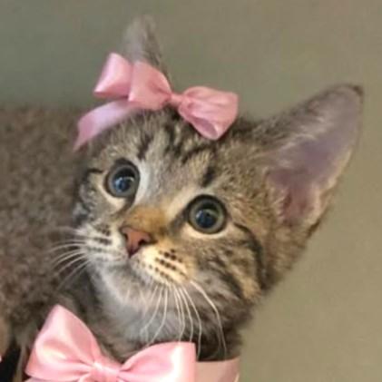 Enlarge RASCALLY RIBBON - PURE MISCHIEF & SASS!, a Adoptable mixed breed in Danbury, CT image 3/6