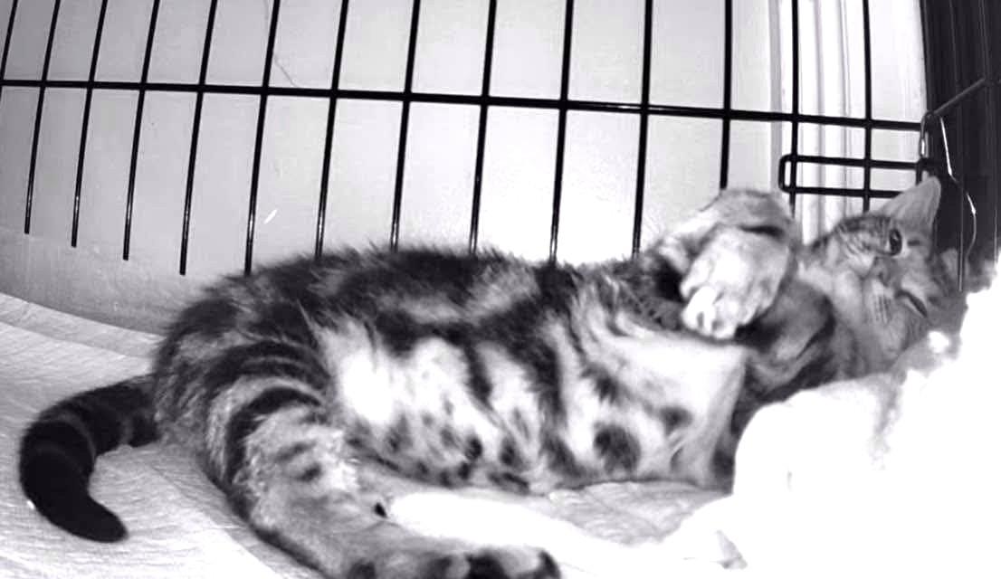 Enlarge RASCALLY RIBBON - PURE MISCHIEF & SASS!, a Adoptable mixed breed in Danbury, CT image 4/6