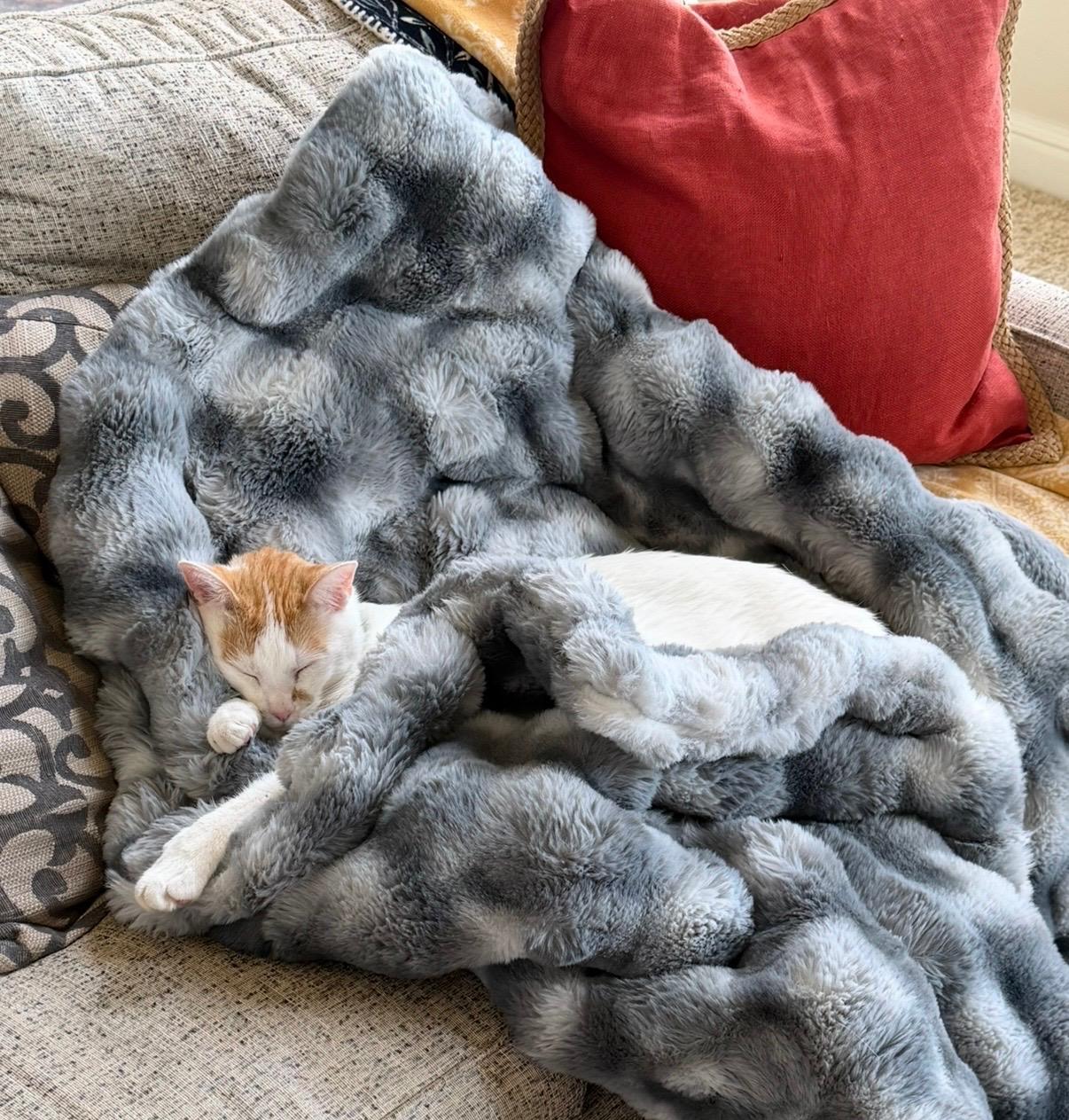 Enlarge Bob, a Adopted American Bobtail in Lexington, KY image 2/4