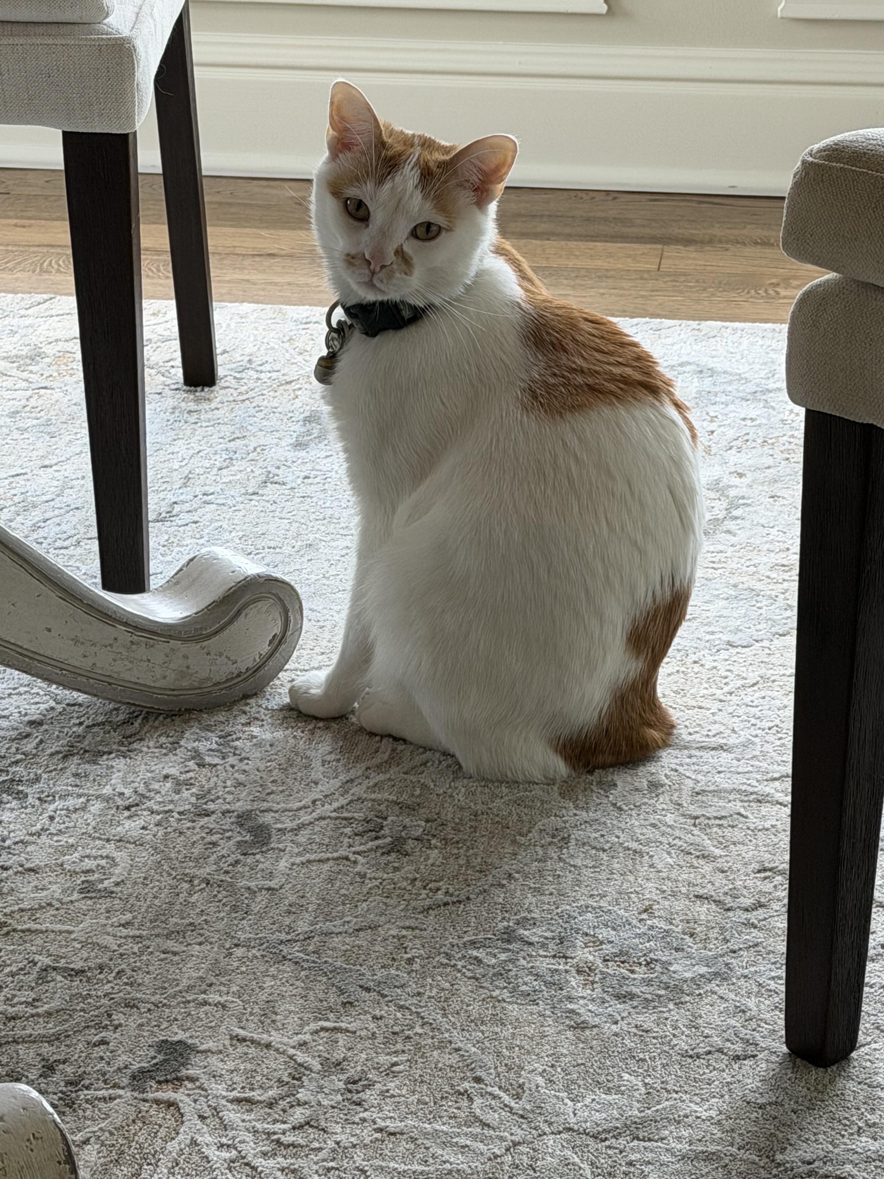 Bob, Adopted, Adult Male American Bobtail.