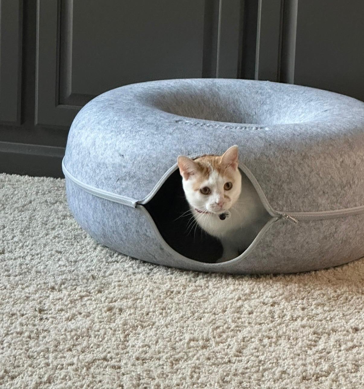 Enlarge Bob, a Adopted American Bobtail in Lexington, KY image 3/4