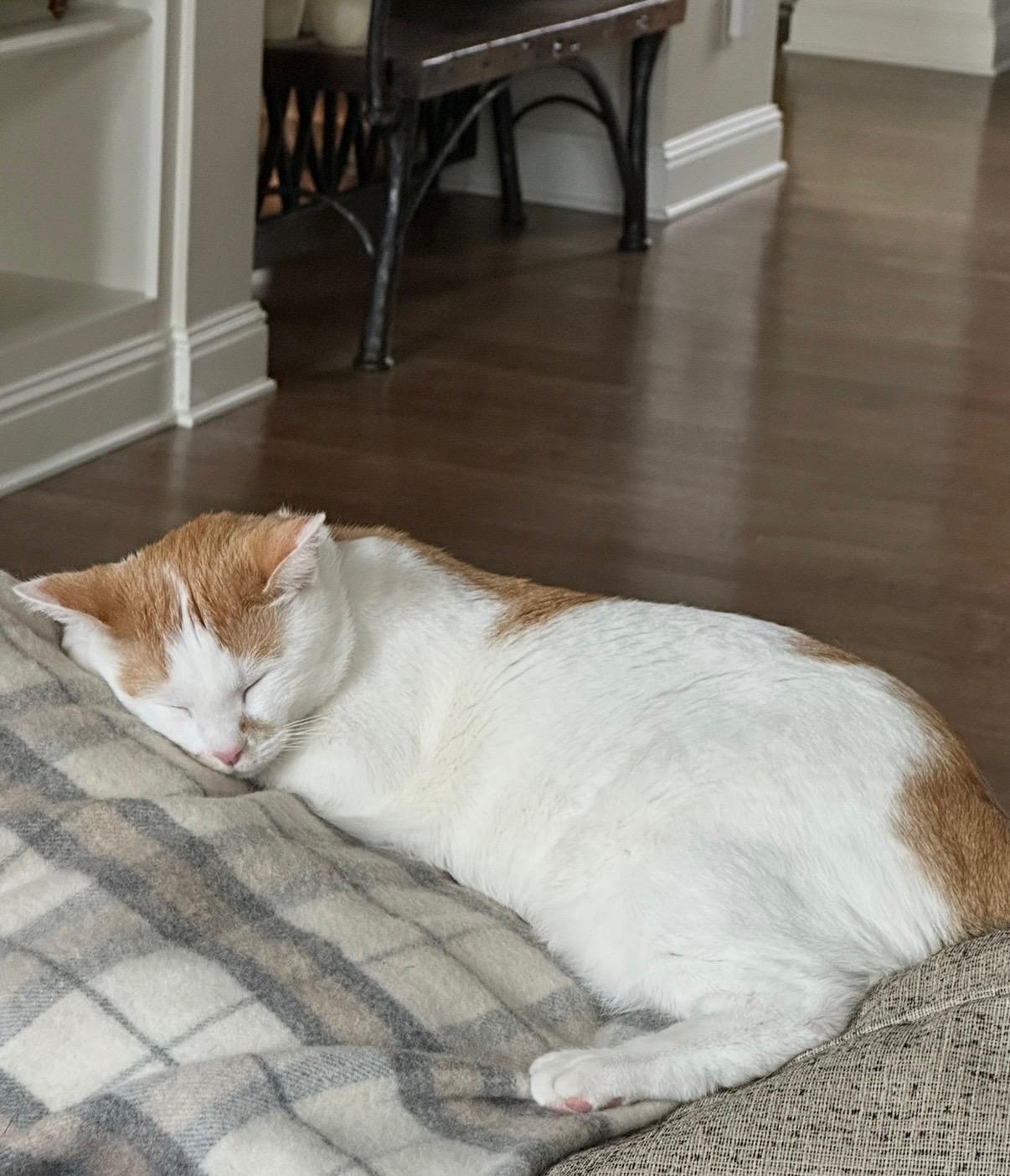 Enlarge Bob, a Adopted American Bobtail in Lexington, KY image 4/4