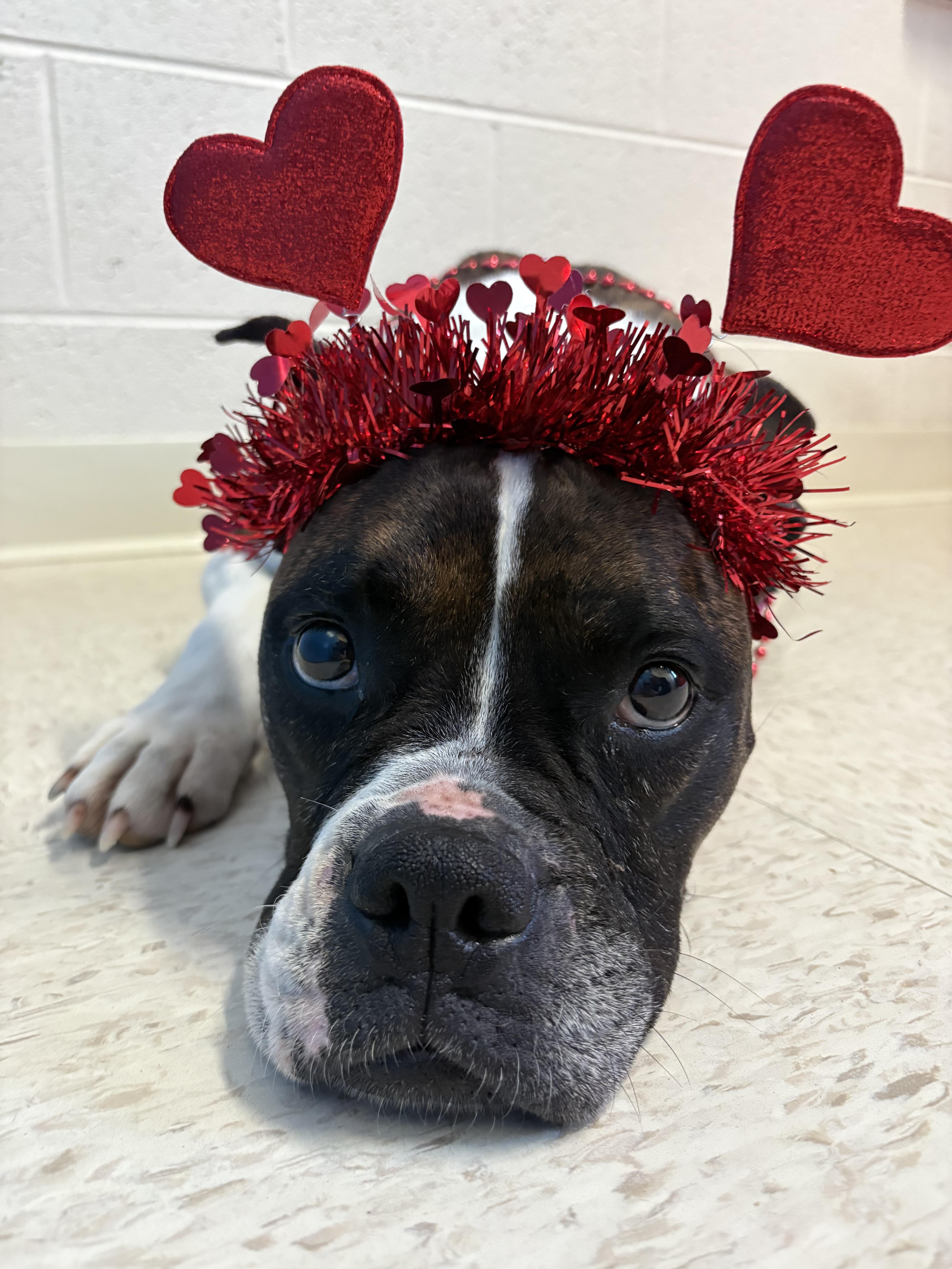 Enlarge Cleo, a Adoptable Boxer in Stanley, VA image 2/2