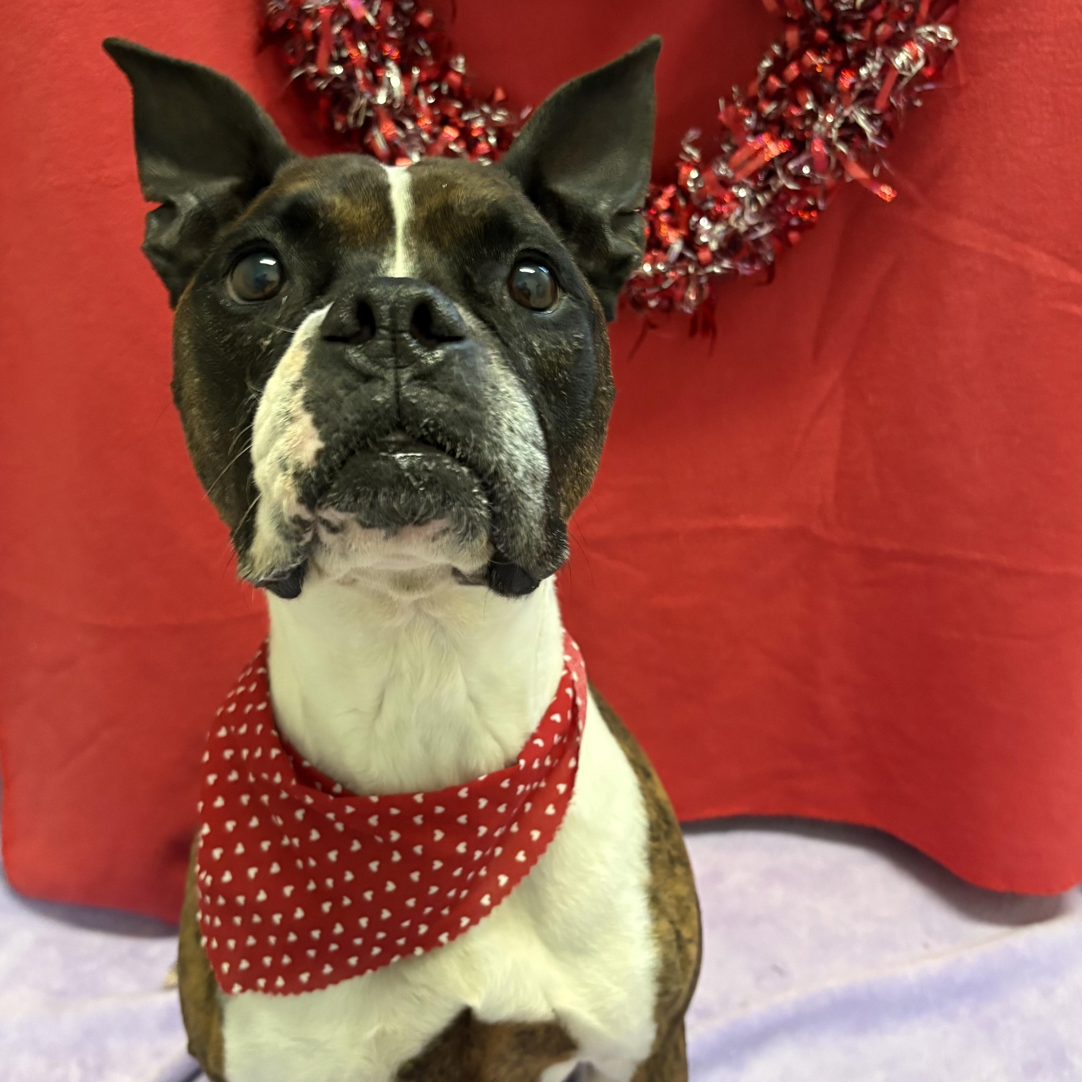 Enlarge Cleo, a Adoptable Boxer in Stanley, VA image 1/2