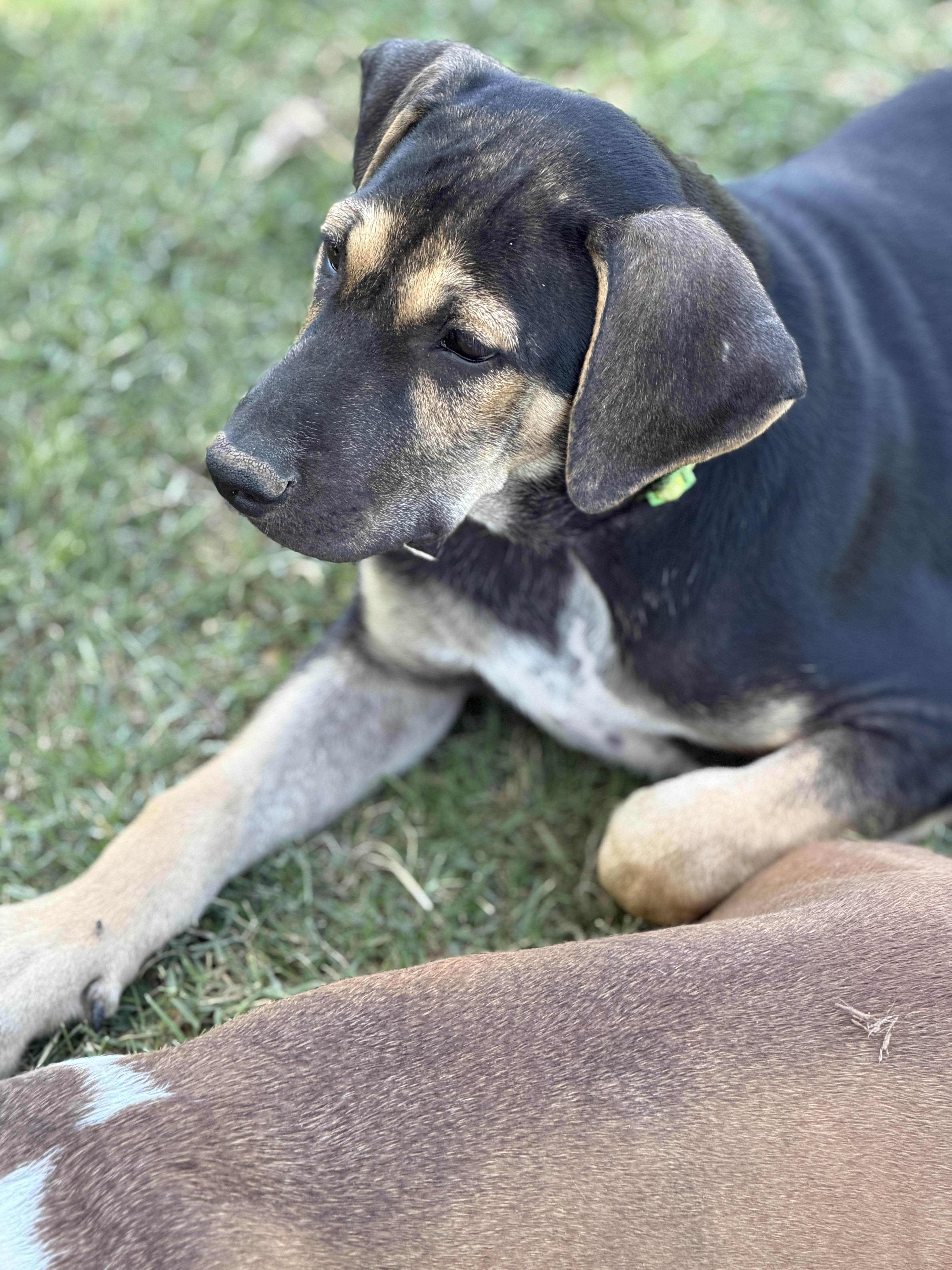 Enlarge Zane, a ADOPTABLE mixed breed in Gilbert, AZ image 5/5