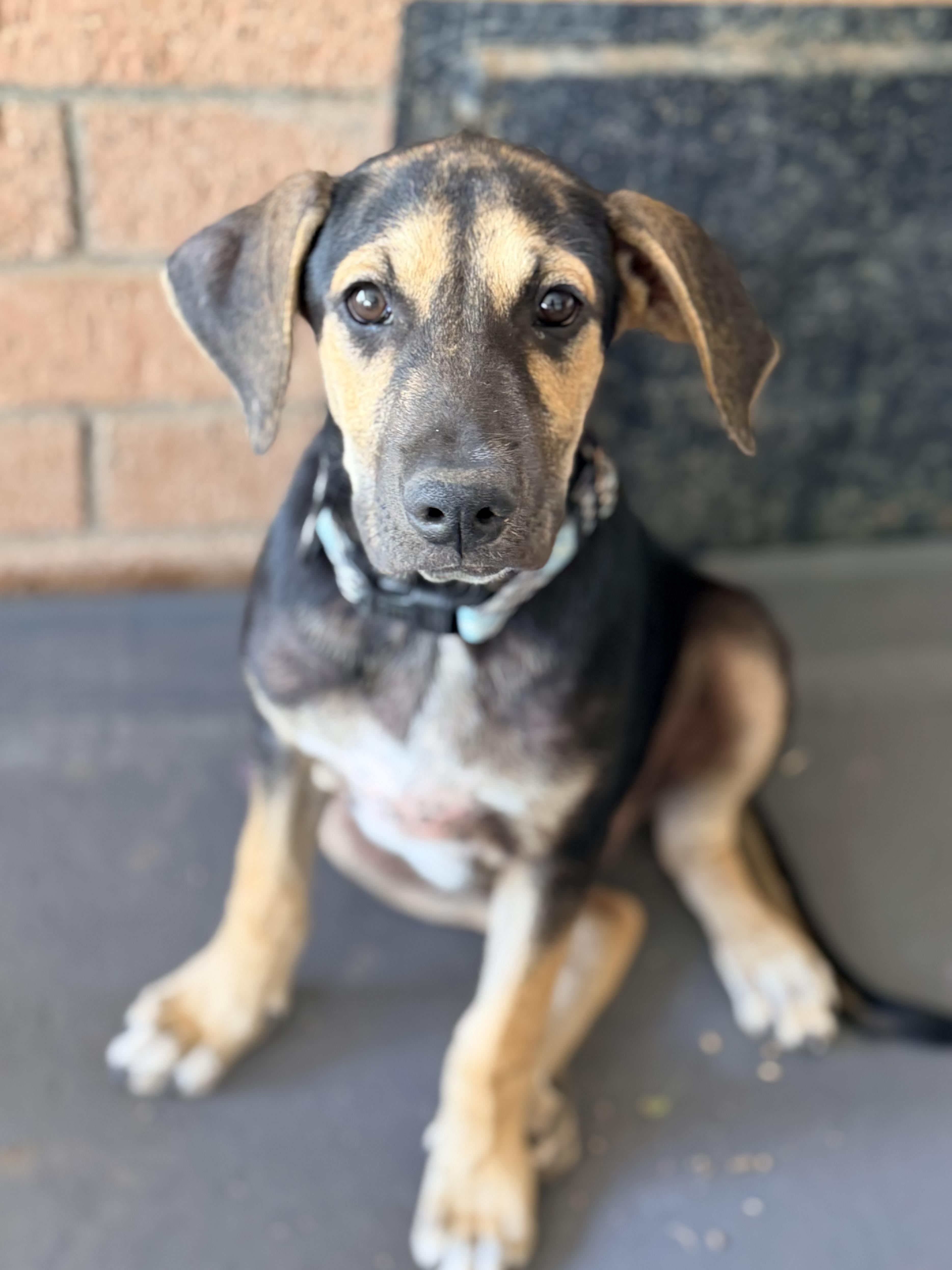 Zane, a ADOPTABLE mixed breed in Gilbert, AZ image 2/6