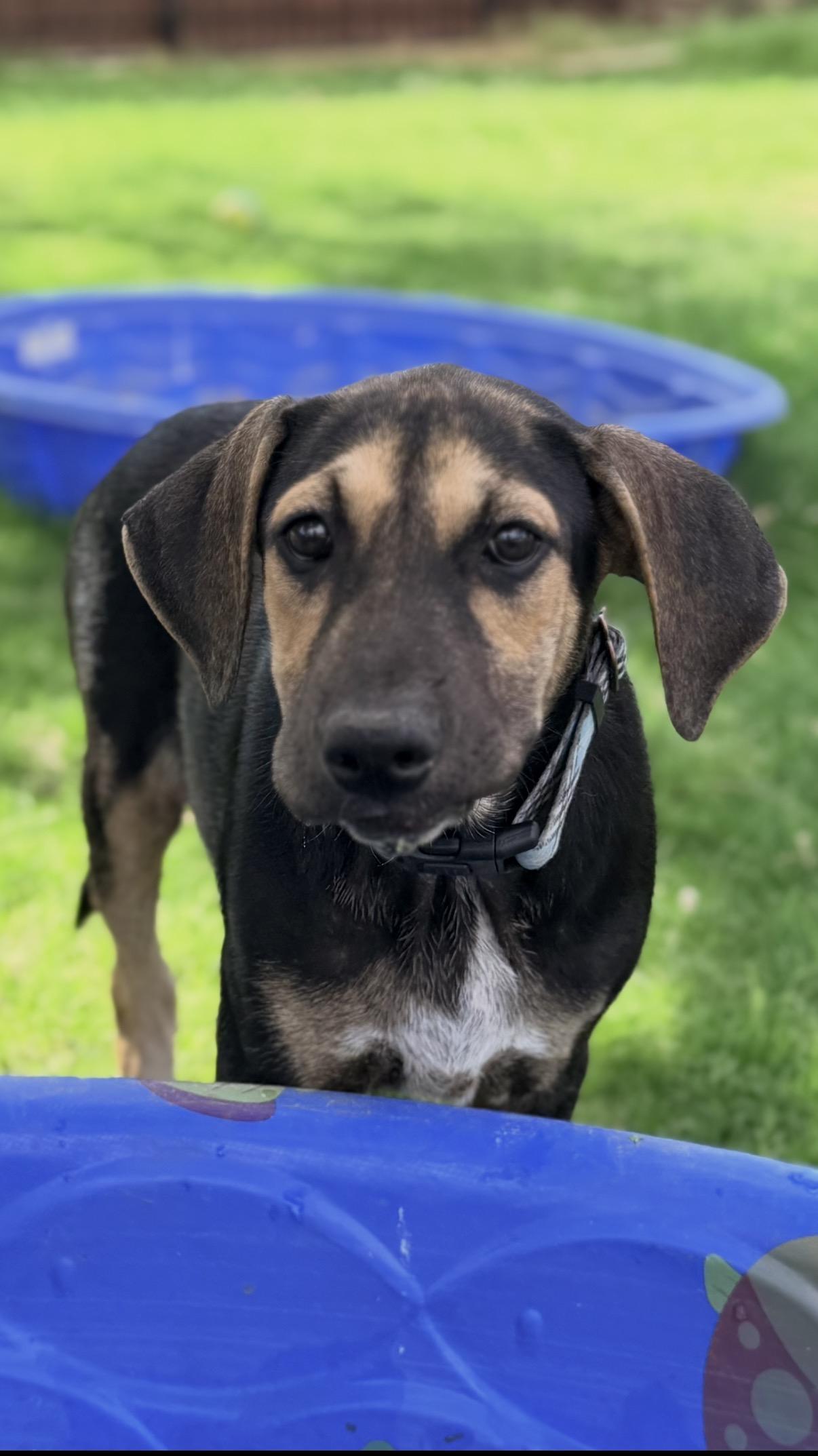 Zane, a ADOPTABLE mixed breed in Gilbert, AZ image 1/6