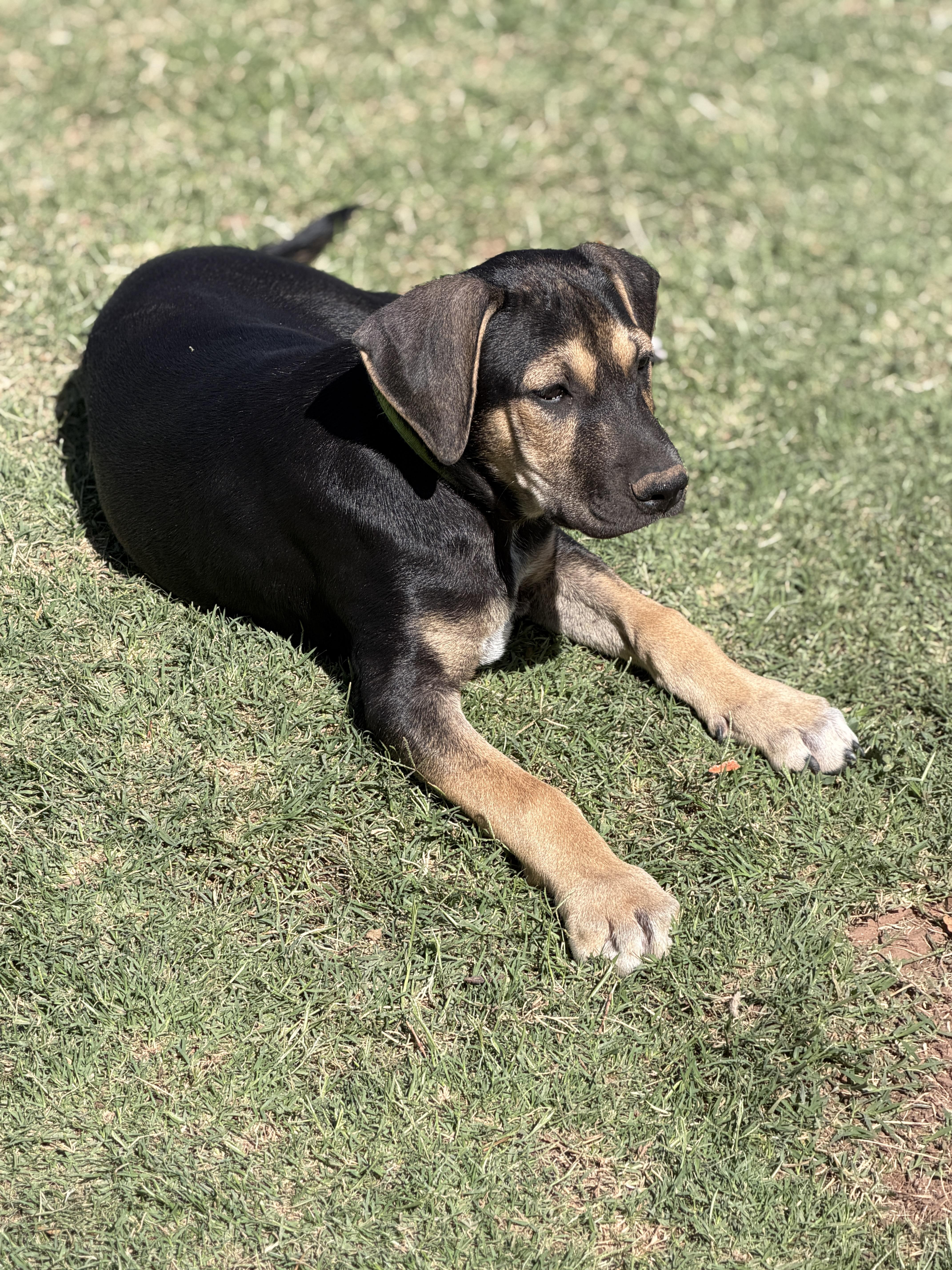 Enlarge Zane, a ADOPTABLE mixed breed in Gilbert, AZ image 2/5