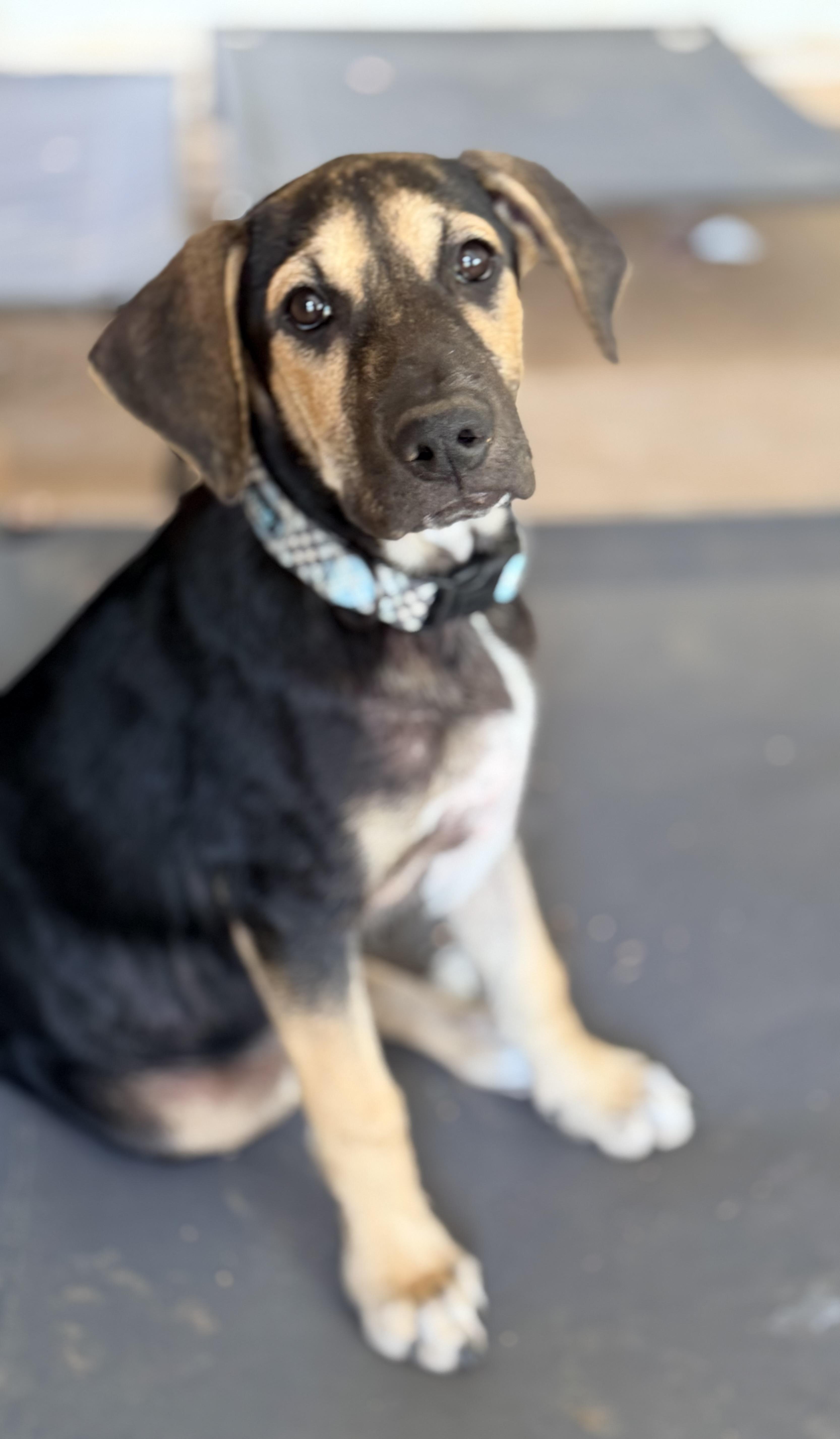 Zane, a ADOPTABLE mixed breed in Gilbert, AZ image 6/6