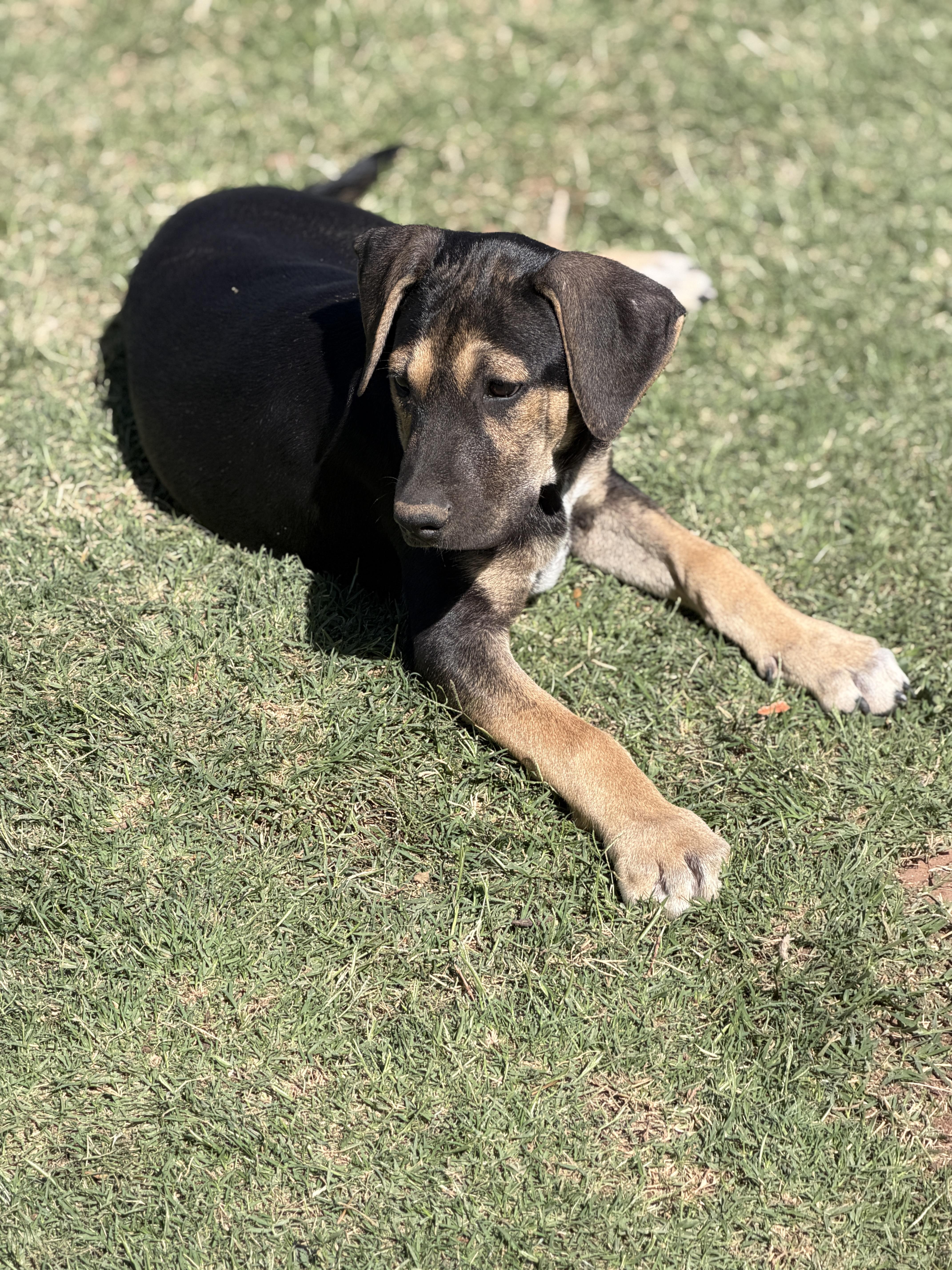 Enlarge Zane, a ADOPTABLE mixed breed in Gilbert, AZ image 4/5