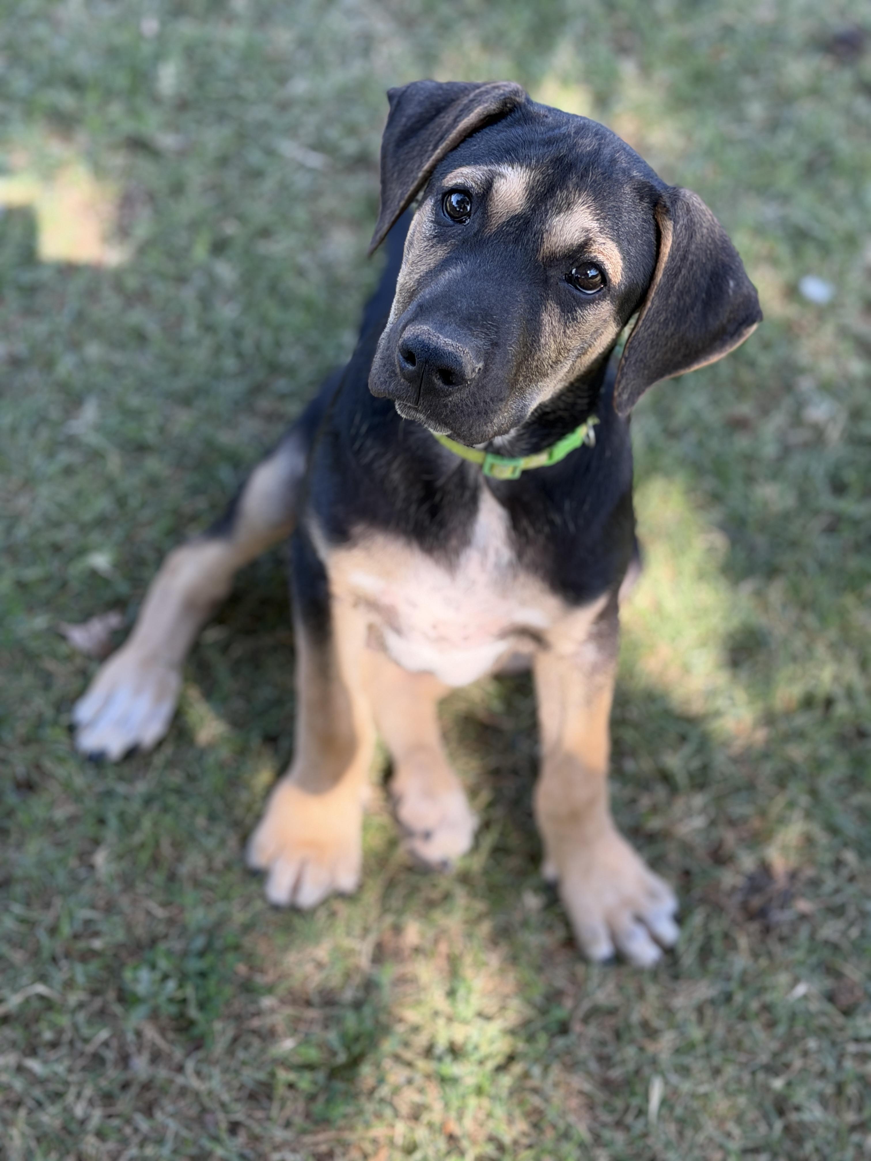 Enlarge Zane, a ADOPTABLE mixed breed in Gilbert, AZ image 1/5