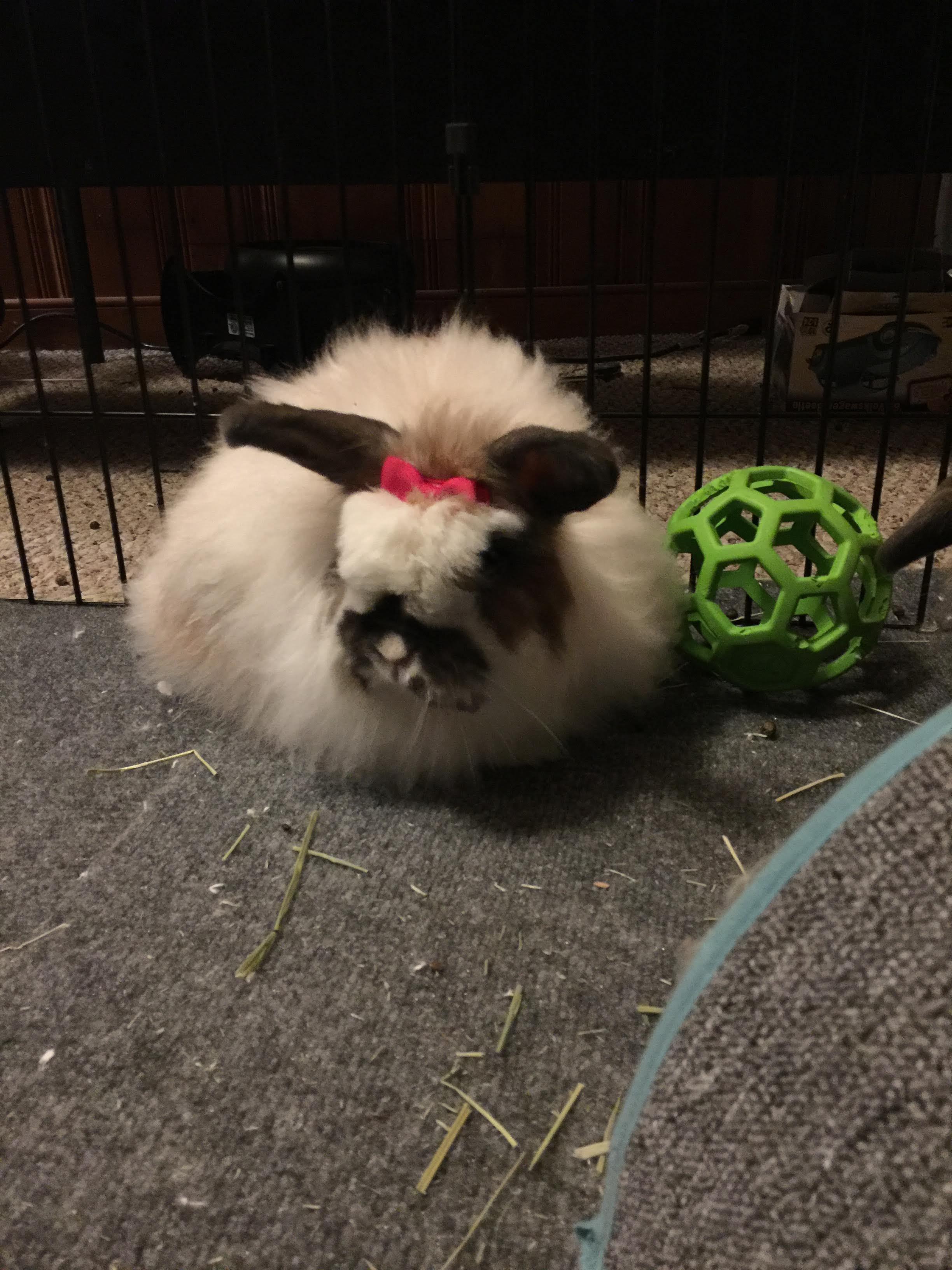 Madea*, Senior Female American Fuzzy Lop