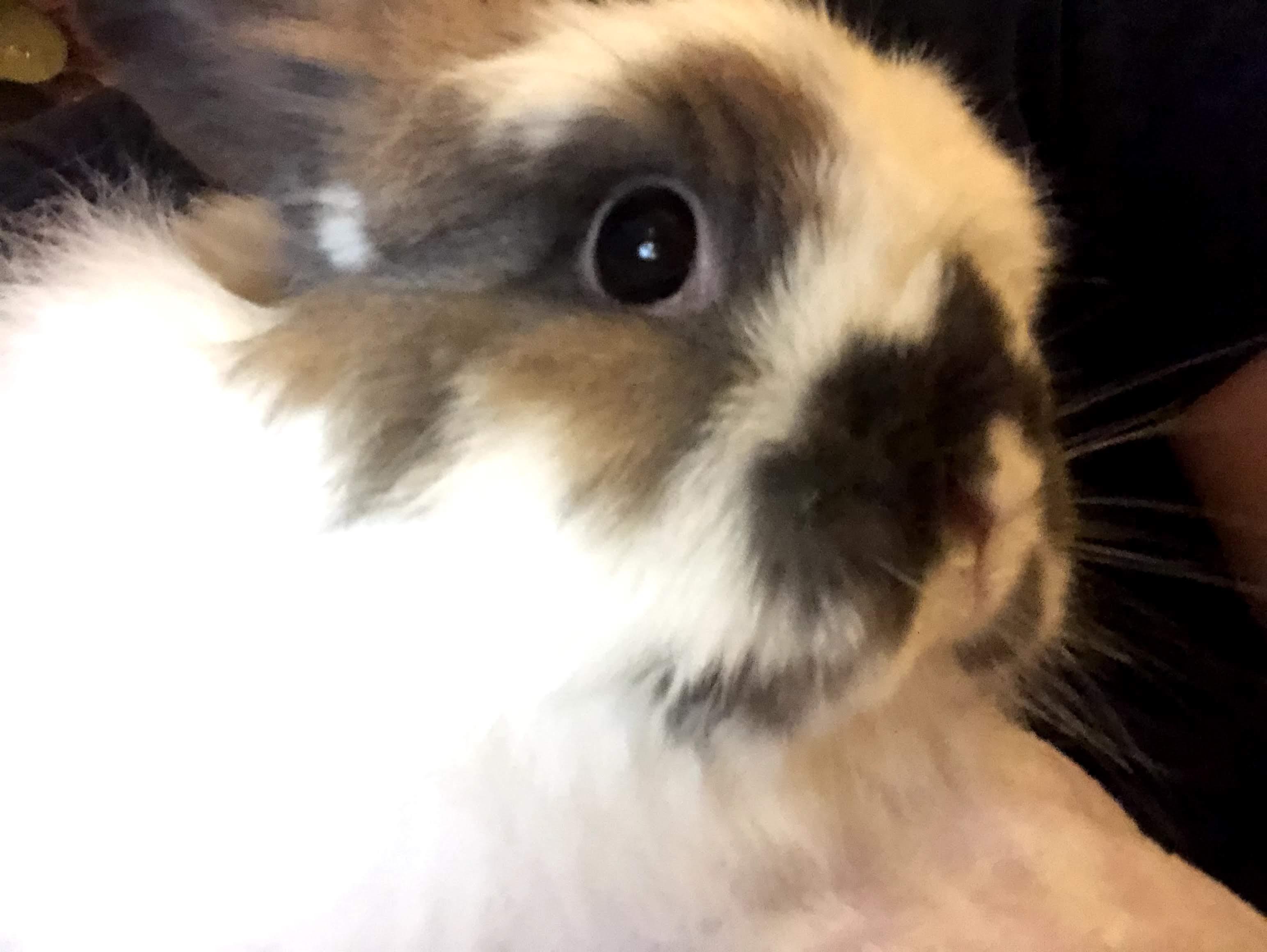 Madea*, a Adoptable mixed breed in Richmond, VA image 5/5