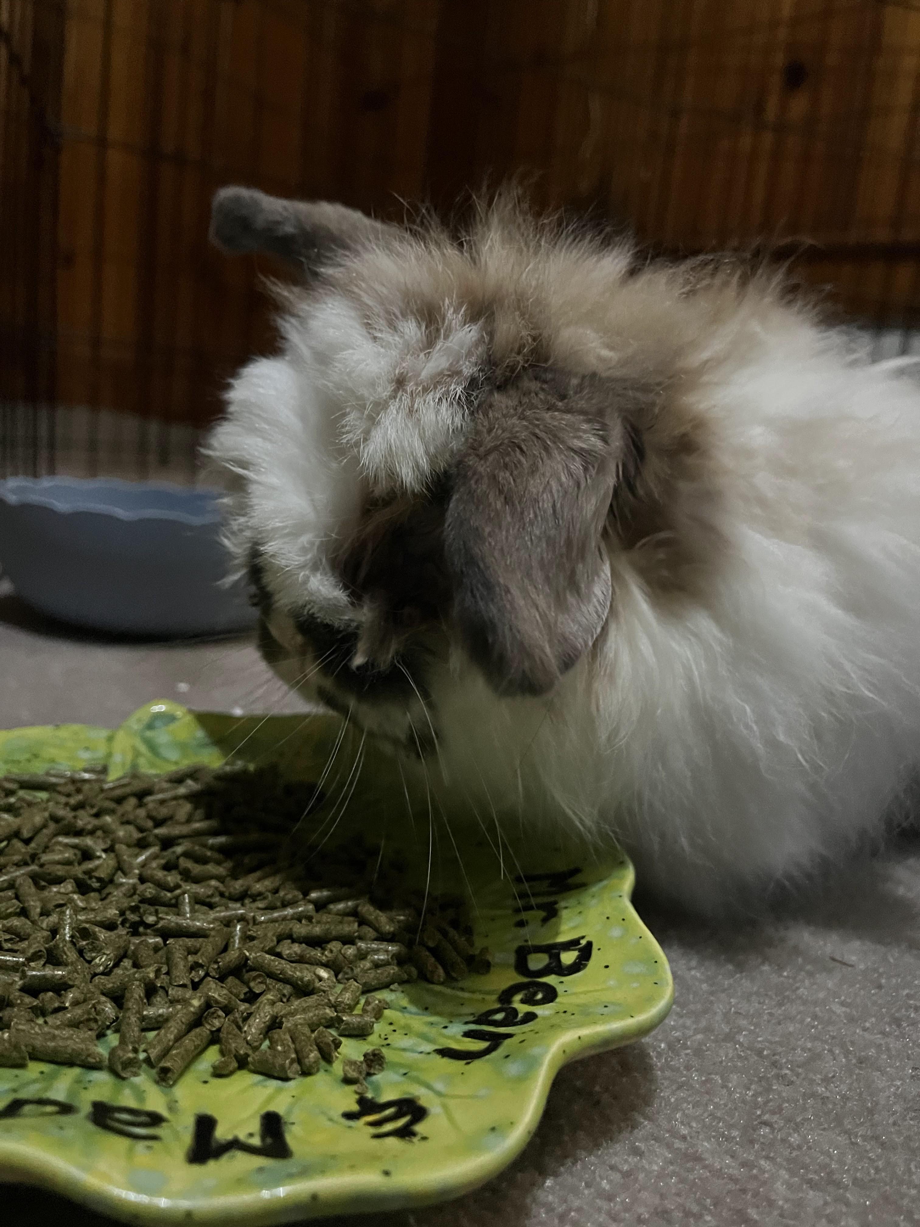 Madea*, a Adoptable mixed breed in Richmond, VA image 4/5