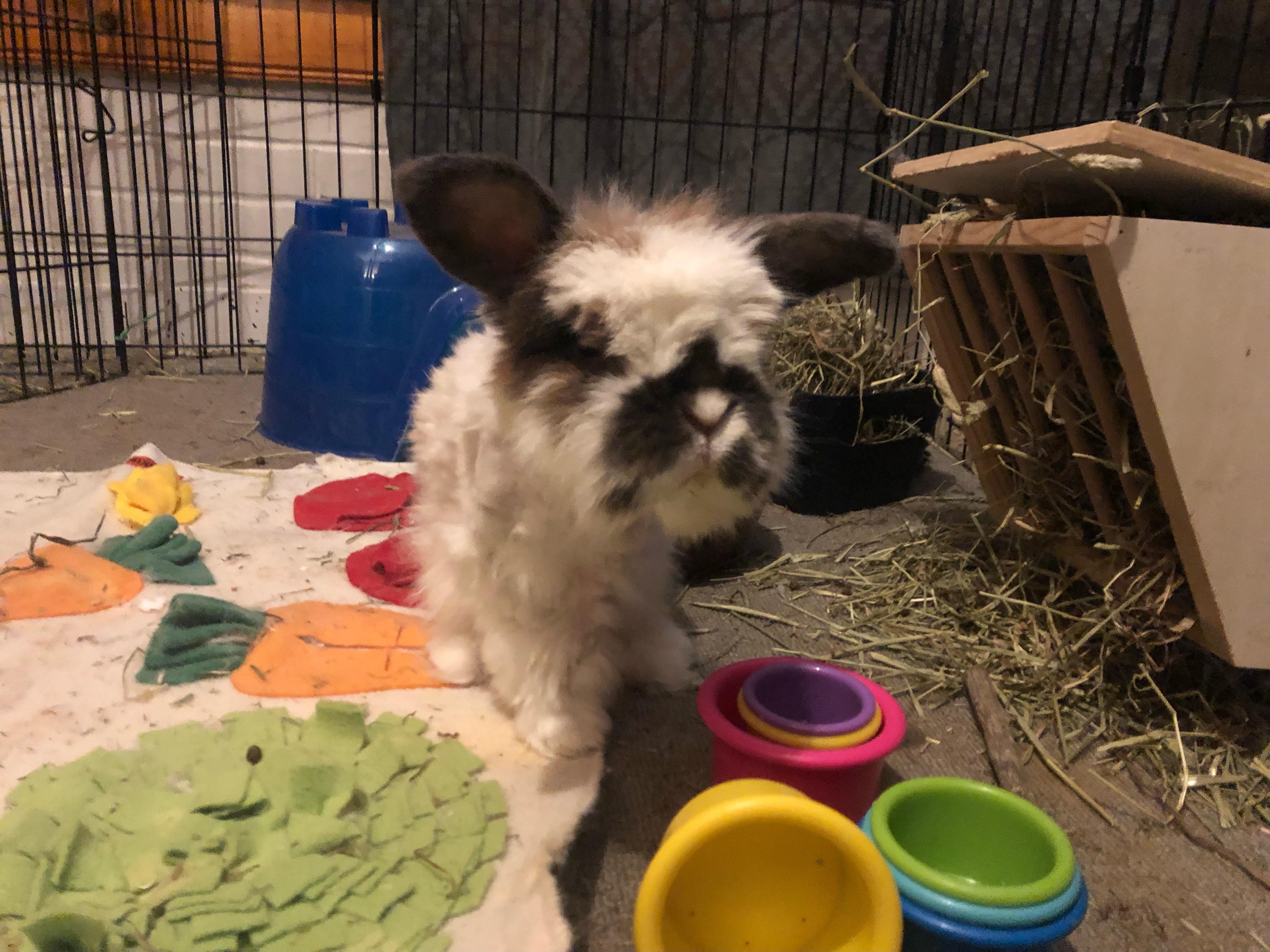 Madea*, a Adoptable mixed breed in Richmond, VA image 2/5