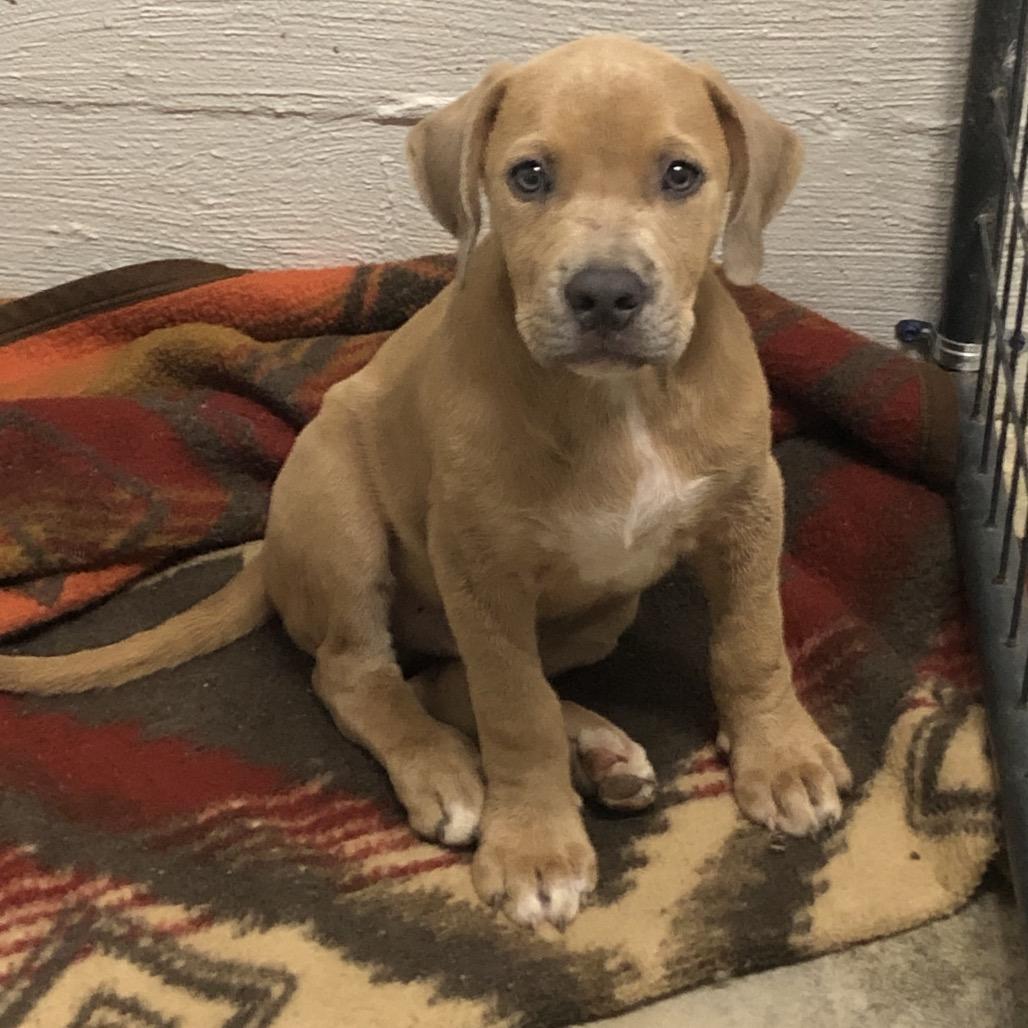 Thacker, Adoptable, Young Male Terrier.