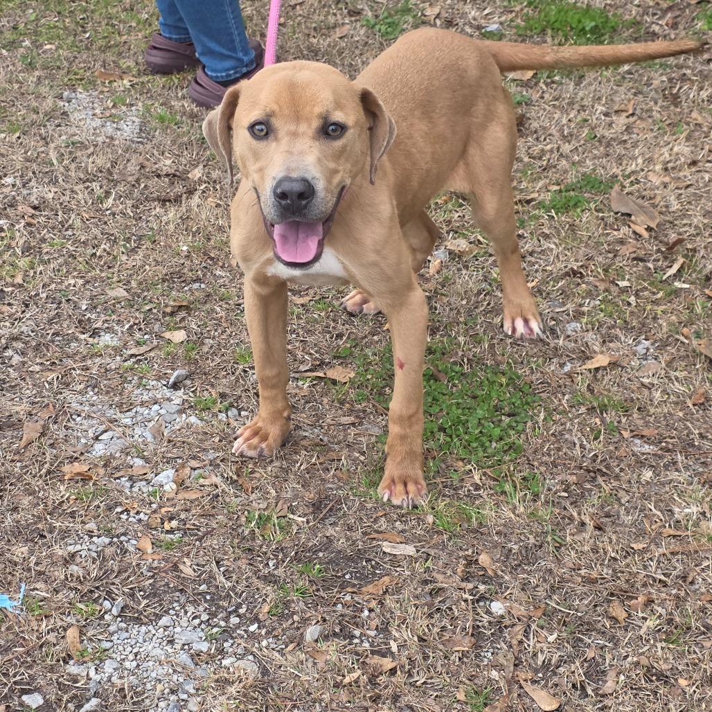 Enlarge Thacker, a Adoptable mixed breed in Clanton, AL image 2/6