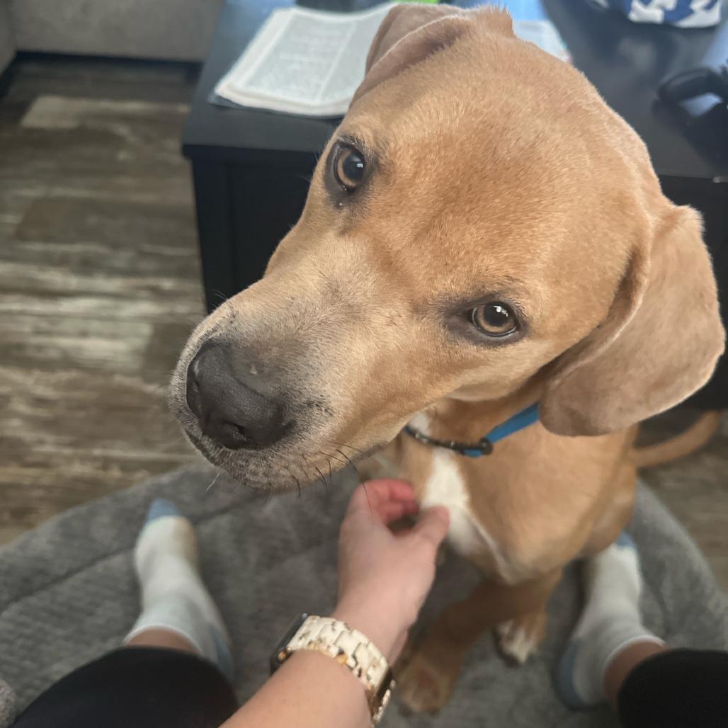 Enlarge Thacker, a Adoptable mixed breed in Clanton, AL image 3/6