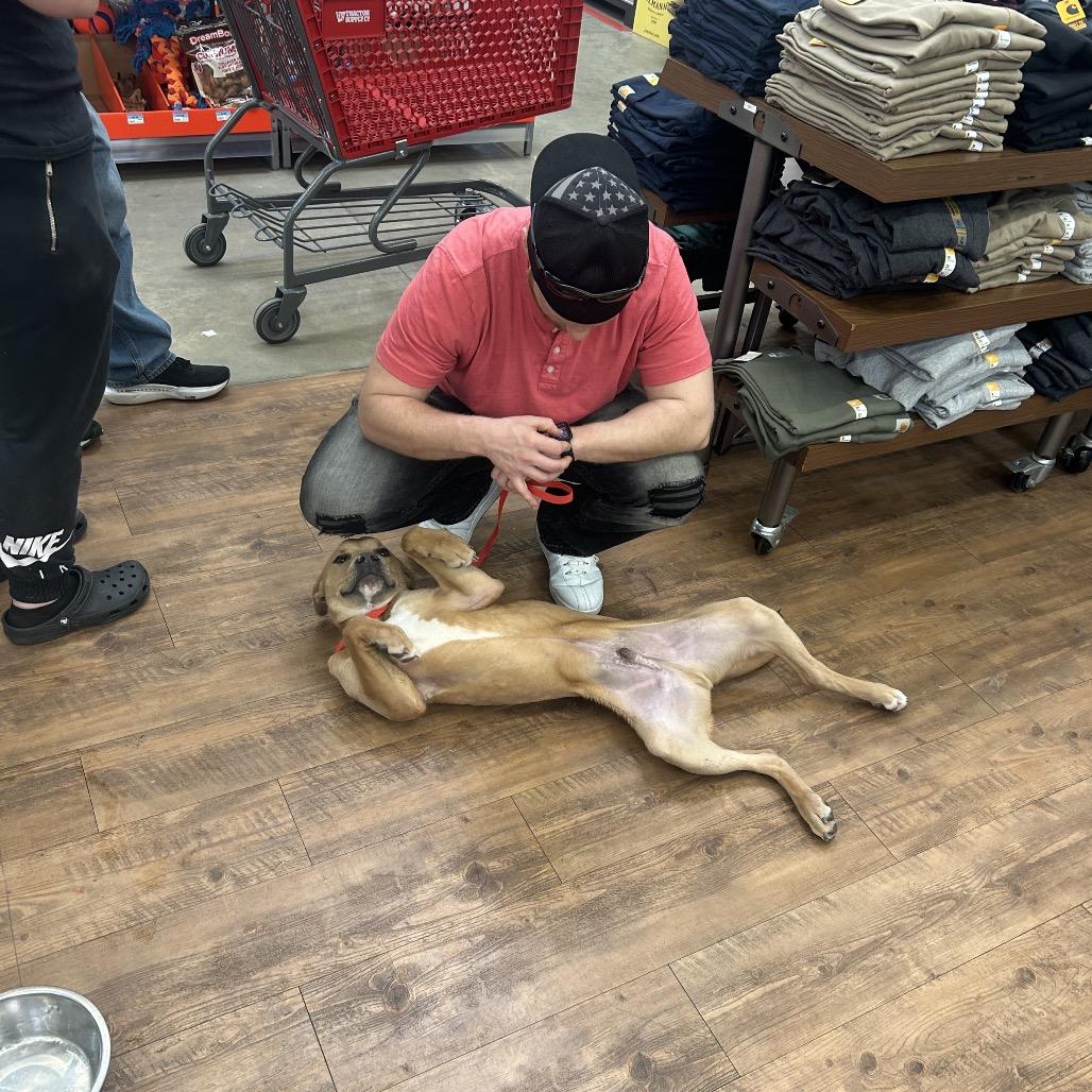 Enlarge Thacker, a Adoptable mixed breed in Clanton, AL image 4/6