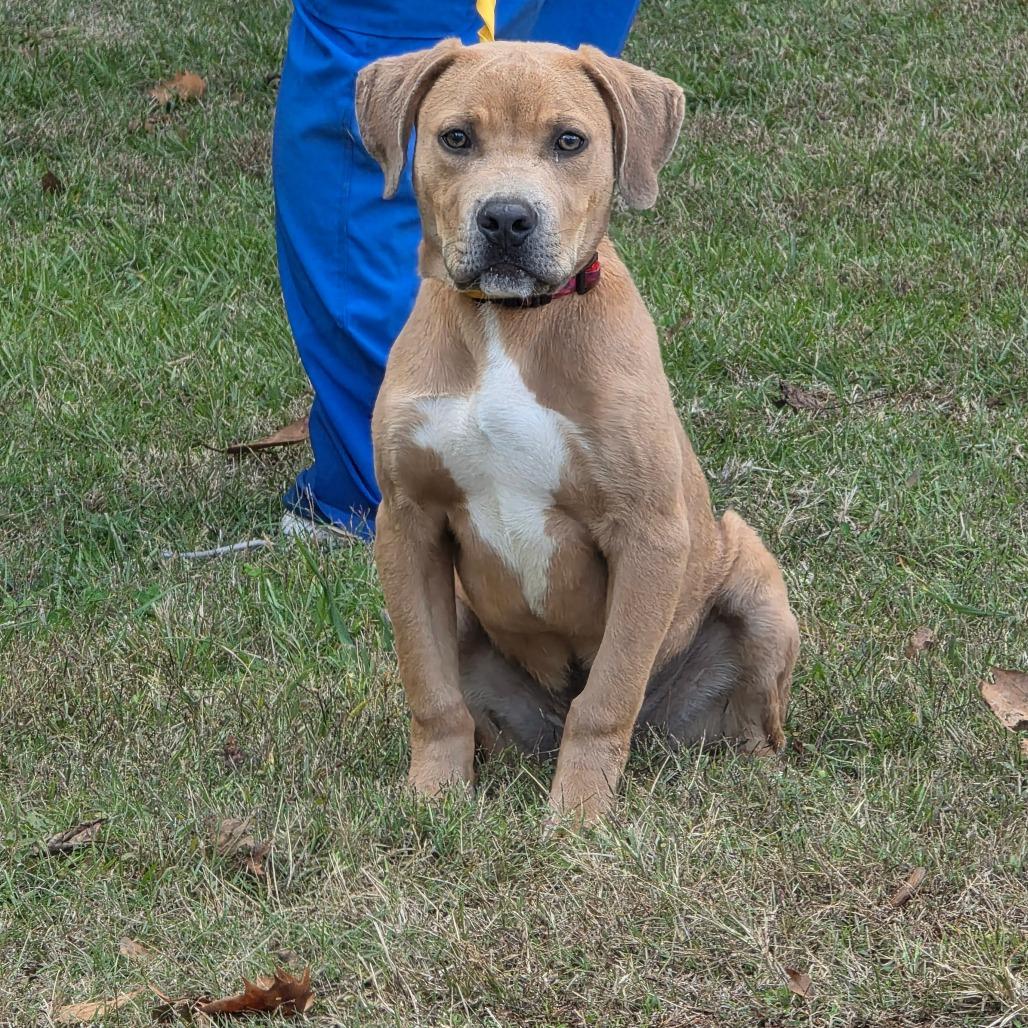 Enlarge Thacker, a Adoptable mixed breed in Clanton, AL image 5/6