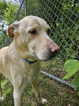 Enlarge Buddy, a Adoptable mixed breed in Scotia, NY image 1/3