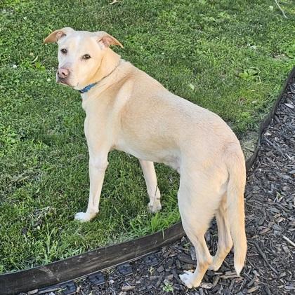 Enlarge Buddy, a Adoptable mixed breed in Scotia, NY image 2/3
