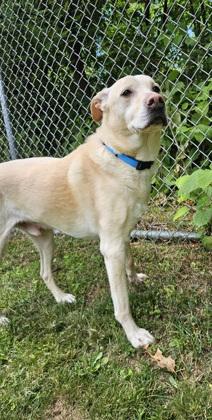 Enlarge Buddy, a Adoptable mixed breed in Scotia, NY image 3/3