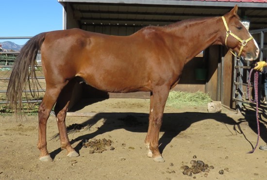 Butch, Adoptable, Adult Male Saddlebred.