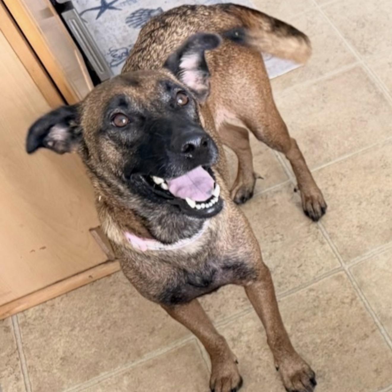 Enlarge Kalina, a Adoptable Belgian Shepherd / Malinois in Conway, SC image 2/4